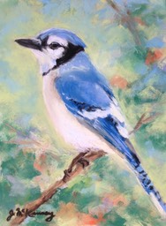 blue-jay_med